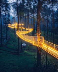 an illuminated walkway in the middle of a forest with trees and grass on both sides