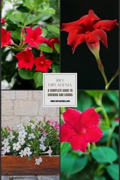 Rio Dipladenia: A Complete Guide to Growing and Caring Rio Plant, Mandeville Plant, Rio Dipladenia, Container Ideas, Plant Care Houseplant, Red Plants, Pot Plants, White Plants, Flowering Shrubs