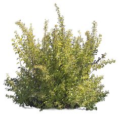 a bush with lots of green leaves on it's top and bottom branches, against a white background