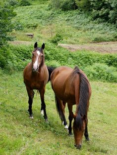 two brown horses standing next to each other on a lush green field