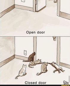 an open door and closed door with cats on the floor