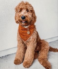 a brown dog sitting on top of a floor next to a white wall and wearing a bandana