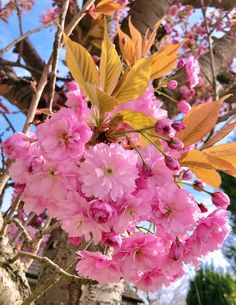 pink flowers blooming on the branches of a tree