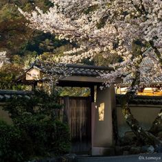 a tree with white flowers in front of a building and trees that are blooming