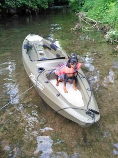 a dog sitting on top of a boat in the water