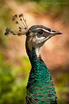 a close up of a peacock with feathers on it's head