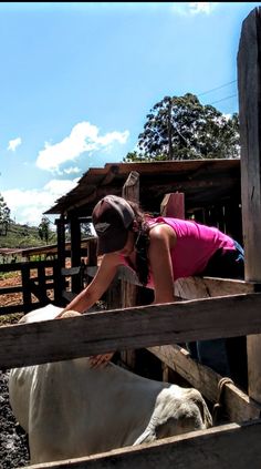 a woman in pink shirt leaning over a wooden fence with cows behind her on dirt ground