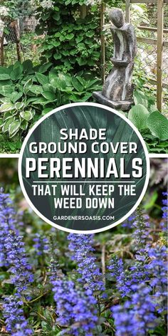 Ground Cover For Shaded Areas, Ground Cover For Shady Areas, Shady Landscaping, Evergreen Groundcover Shade, Ground Cover Plants Shade Under Tree, Part Shade Perennial Garden Plan, Best Plants For Shade, Plants For Shade