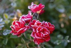 some red flowers with frost on them