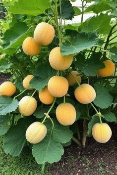 the fruit is growing on the tree in the garden