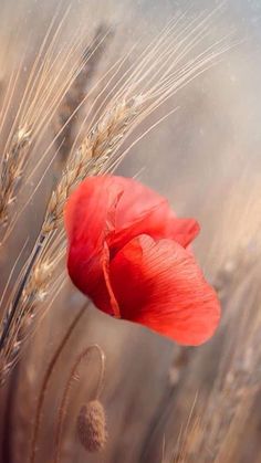 a red flower is in the middle of some tall grass with wheat stalks behind it