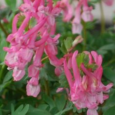 pink flowers are blooming in the garden