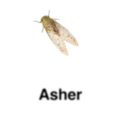 an insect with the words asher on it's back and above it are two flies