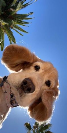 a dog is looking up at the camera with his nose hanging over another dog's head