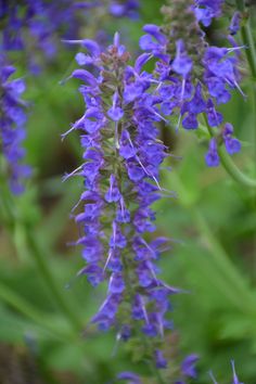 purple flowers with green leaves in the background