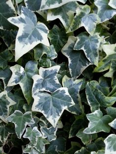 green and white leaves are growing on the ground