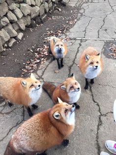 several red foxes are standing on the sidewalk and looking at something in front of them