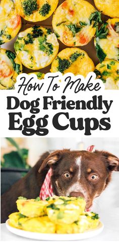 an egg muffin with the title how to make dog friendly egg cups on it