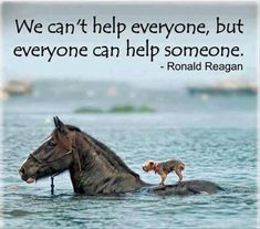 Horse Quotes, Ronald Reagan, Animal Quotes, Random Acts Of Kindness, Quotable Quotes, A Horse, 귀여운 동물, Beautiful Quotes, Great Quotes