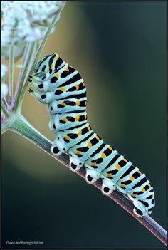 a caterpillar is sitting on a flower