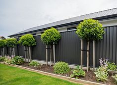 a row of trees in front of a black fence with green plants growing on it