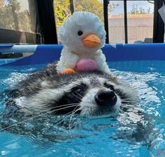 a stuffed animal is sitting on the back of a raccoon in a pool