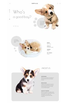 the website is designed to look like it has two puppies and one dog on it