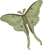 a green butterfly with white spots on its wings