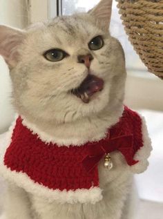 a white cat wearing a red and white sweater with bell around it's neck