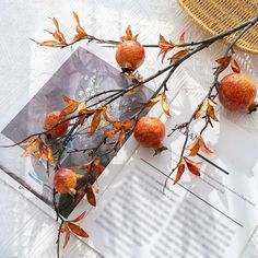 an apple tree branch with red apples on it next to a magazine and wicker basket