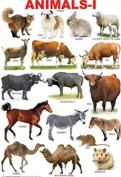 an image of animals that are in different colors on a white background with the words animal - i written below it