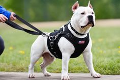 a small white dog wearing a black harness and leash standing next to a person on a sidewalk