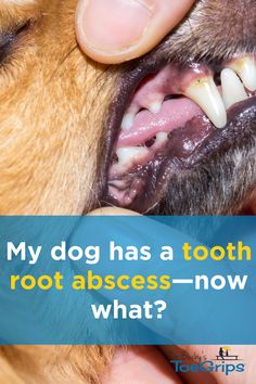 A dog tooth abscess can be painful for your canine companion. Integrative veterinarian Dr. Julie Buzby explains how tooth root abscesses occur, symptoms to watch for, and what your vet can do to get your pup feeling better in no time. General Anaesthesia, Feeling Better