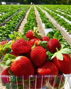 fresh strawberries in a plastic container on the ground near rows of green plants and trees