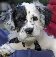 a small black and white dog laying on top of a person's lap wearing a collar