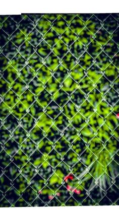 an image of a green and black background with leaves behind the chain - link fence