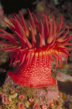 a red sea anemone on the bottom of a coral with its long tentacles sticking out