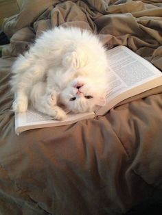 a white cat laying on top of an open book