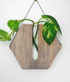 a plant is growing out of a wooden hexagonal hanging decoration with green leaves