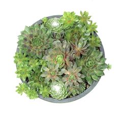 a potted plant with succulents in it