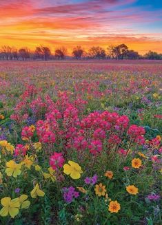 a field full of colorful flowers with the sun setting in the background