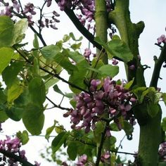 purple flowers are growing on the branches of a tree