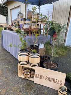 there are many barrels and plants on display outside the building that sells baby barrel's