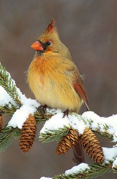 a small bird perched on top of a pine tree branch covered in snow and cones