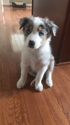 a small white and brown dog sitting on top of a hard wood floor next to a door