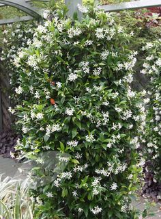 a bush with white flowers growing on it