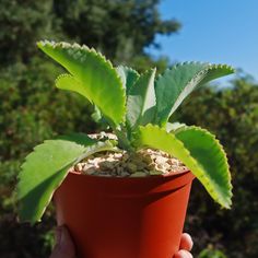 a person holding a potted plant with green leaves