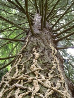 the trunk and branches of a large tree with moss growing on it's sides