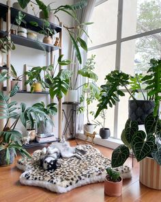 several houseplants are arranged on the floor in front of large windows