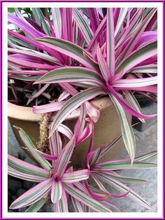 purple and white striped plant in a pot